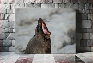 Πίνακας, Yawning Sea Lion Χασμουρητό Θαλασσινό Λιοντάρι
