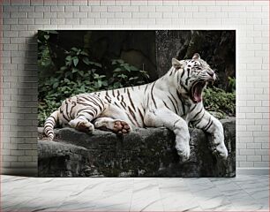 Πίνακας, Yawning White Tiger Χασμουρητό Λευκή Τίγρη