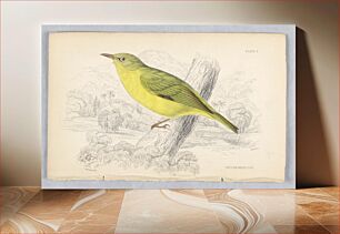 Πίνακας, Yelllow White-Eye, Plate 3 from Birds of Western Africa, William Home Lizars
