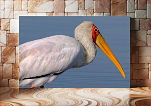 Πίνακας, Yellow-Billed Stork Profile Προφίλ κίτρινου πελαργού