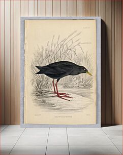 Πίνακας, Yellow-Billed Waterhen, Plate 28 from Birds of Western Africa, William Home Lizars