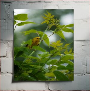 Πίνακας, Yellow Bird in Green Foliage Κίτρινο πουλί με πράσινο φύλλωμα