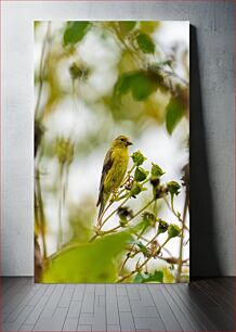 Πίνακας, Yellow Bird on a Branch Κίτρινο πουλί σε ένα κλαδί