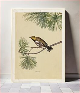 Πίνακας, Yellow bird on evergreen branch