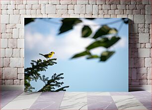 Πίνακας, Yellow Bird Perched on Pine Tree Κίτρινο πουλί σκαρφαλωμένο σε πεύκο