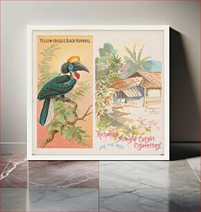 Πίνακας, Yellow-Casque Black Hornbill, from Birds of the Tropics series (N38) for Allen & Ginter Cigarettes issued by Allen & Ginter, George S. Harris & Sons (lithographer)