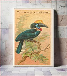 Πίνακας, Yellow-Casque Black Hornbill, from the Birds of the Tropics series (N5) for Allen & Ginter Cigarettes Brands