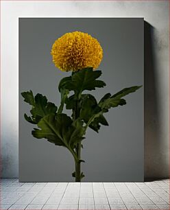 Πίνακας, Yellow Chrysanthemum Flower Κίτρινο λουλούδι χρυσάνθεμου