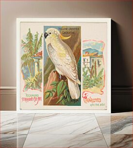Πίνακας, Yellow-Crested Cockatoo, from Birds of the Tropics series (N38) for Allen & Ginter Cigarettes