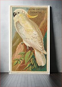 Πίνακας, Yellow-Crested Cockatoo, from the Birds of the Tropics series (N5) for Allen & Ginter Cigarettes Brands