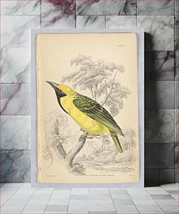 Πίνακας, Yellow-Crowned Weaver, Plate 32 from Birds of Western Africa, William Home Lizars