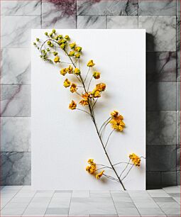 Πίνακας, Yellow Dried Flowers on White Background Κίτρινα αποξηραμένα λουλούδια σε λευκό φόντο