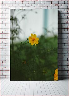 Πίνακας, Yellow Flower in Focus Κίτρινο λουλούδι στο επίκεντρο