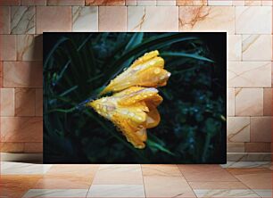 Πίνακας, Yellow Flower with Water Droplets Κίτρινο λουλούδι με σταγονίδια νερού