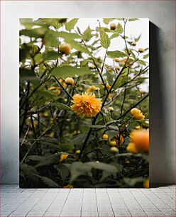 Πίνακας, Yellow Flowers in Bloom Κίτρινα λουλούδια στην άνθιση