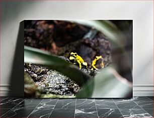 Πίνακας, Yellow Frogs in the Wild Κίτρινοι Βάτραχοι στην άγρια ​​φύση