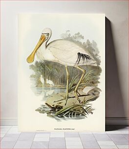 Πίνακας, Yellow-legged Spoonbill (Platalea flavipes) illustrated by Elizabeth Gould (1804–1841) for John Gould’s (1804-188