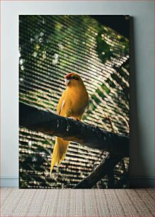 Πίνακας, Yellow Parrot in Cage Κίτρινος Παπαγάλος στο Κλουβί