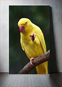 Πίνακας, Yellow Parrot on a Branch Κίτρινος παπαγάλος σε ένα κλαδί