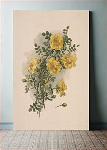 Πίνακας, Yellow Scotch roses / AC. Nowell