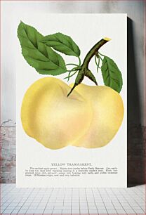 Πίνακας, Yellow Transparent apple lithograph