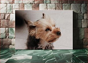 Πίνακας, Yorkshire Terrier Close-Up Κοντινό πλάνο Yorkshire Terrier