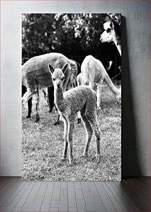 Πίνακας, Young Alpaca in Black and White Νεαρή αλπακά σε ασπρόμαυρο