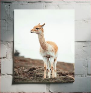 Πίνακας, Young Alpaca Νεαρή Αλπακά