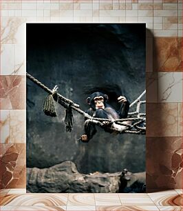 Πίνακας, Young Chimpanzee on Rope Νεαρός χιμπατζής στο σχοινί