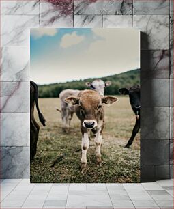Πίνακας, Young Cows in a Field Νεαρές αγελάδες σε ένα χωράφι