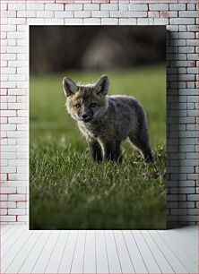 Πίνακας, Young Fox in Grass Young Fox in Grass