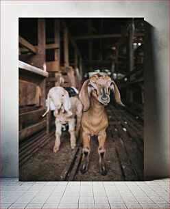 Πίνακας, Young Goats in a Barn Νεαρές κατσίκες σε έναν αχυρώνα