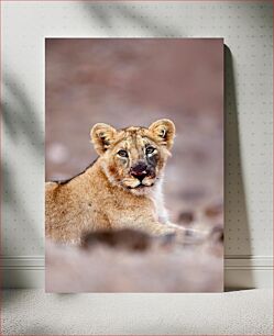 Πίνακας, Young Lion in the Wild Νεαρό λιοντάρι στην άγρια ​​φύση