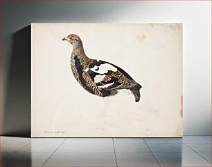 Πίνακας, Young male black grouse in a transitional plumage, 1836 - 1837, Magnus Von Wright