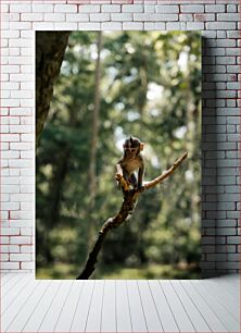 Πίνακας, Young Monkey on a Branch Νεαρός πίθηκος σε ένα κλαδί