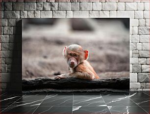 Πίνακας, Young Monkey on a Log Νεαρός πίθηκος σε κούτσουρο