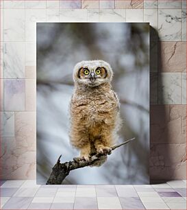 Πίνακας, Young Owl on Branch Νεαρή κουκουβάγια στο κλαδί