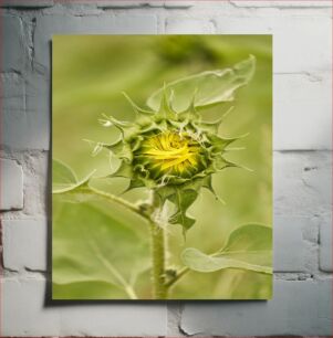 Πίνακας, Young Sunflower Bud Young Sunflower Bud