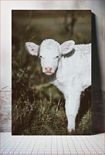 Πίνακας, Young White Calf in a Field Νεαρό λευκό μοσχάρι σε ένα χωράφι
