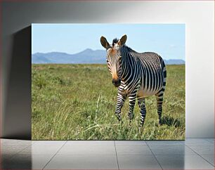 Πίνακας, Zebra in the Field Ζέβρα στο χωράφι