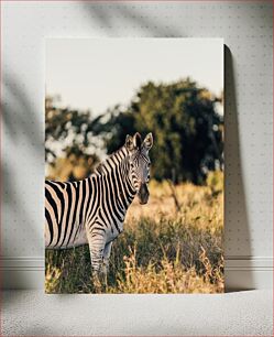 Πίνακας, Zebra in the Wild Zebra in the Wild