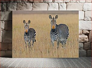 Πίνακας, Zebras in the Grassland Ζέβρες στο Λιβάδι