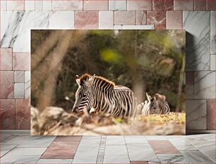 Πίνακας, Zebras in the Wild Ζέβρες στην άγρια ​​φύση