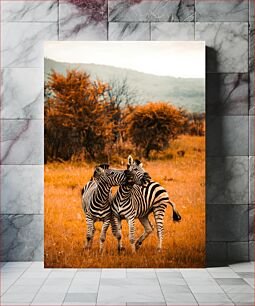 Πίνακας, Zebras in the Wild Ζέβρες στην άγρια ​​φύση