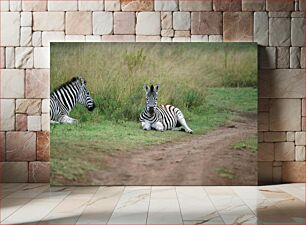 Πίνακας, Zebras in the Wild Ζέβρες στην άγρια ​​φύση