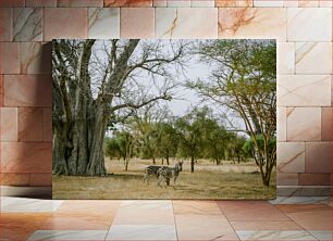 Πίνακας, Zebras under the Baobab Tree Ζέβρες κάτω από το δέντρο Baobab