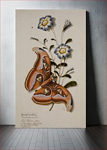 Πίνακας, Zwergel windling. (Butterfly) Convolvulus humilis. Papil: Phaloena Atlas. (mit durchsichtigen flugel flocken von der Citronum--(?) nach Dunevan.)